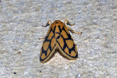 Miltochrista conjunctana