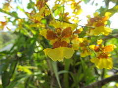 Oncidium sphacelatum