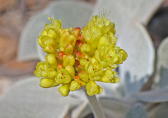 Eriogonum alpinum