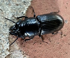 Phrenapates