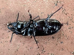 Phrenapates