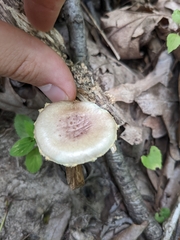 Pholiota polychroa