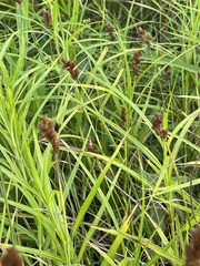 Carex crawfordii