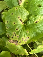 Puccinia glechomatis
