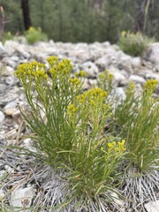 Petradoria pumila