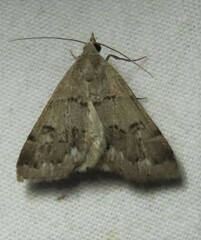 Hemeroplanis historialis