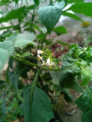 Solanum americanum