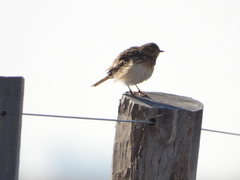 Anthus furcatus