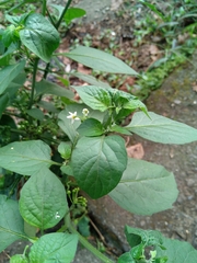 Solanum americanum