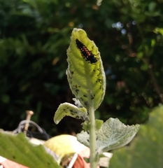 Harmonia axyridis