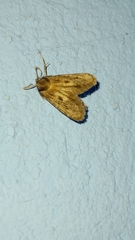 Acrolophus mortipennella