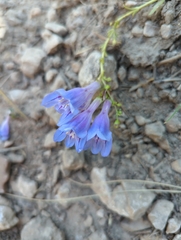 Penstemon glaber