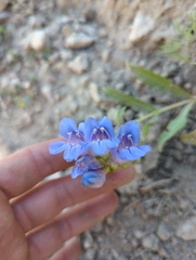 Penstemon glaber