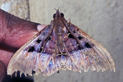 Ischyja
