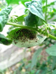 Solanum americanum