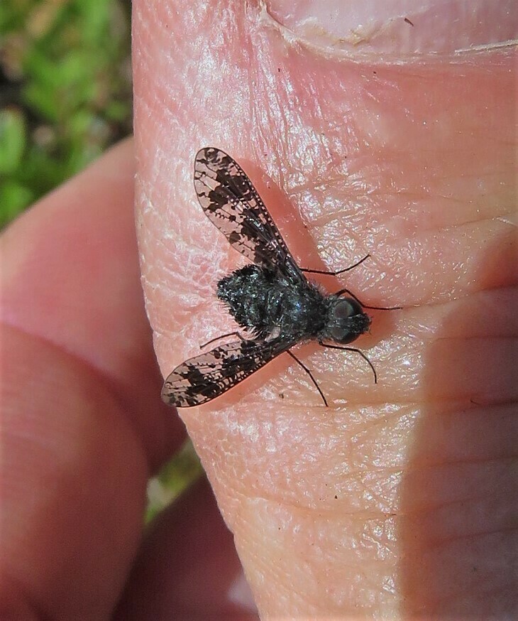 Spotted Bee Fly