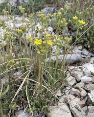 Eriogonum arcuatum