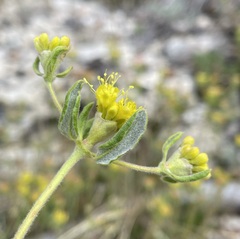 Eriogonum arcuatum
