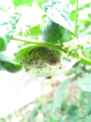 Solanum americanum
