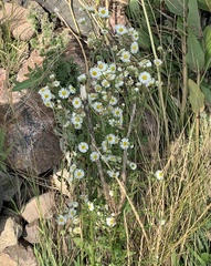 Erigeron annuus