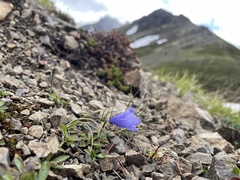 Campanula lasiocarpa