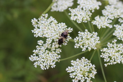 Cimbicidae