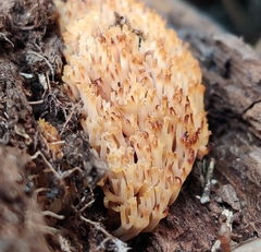 Artomyces pyxidatus