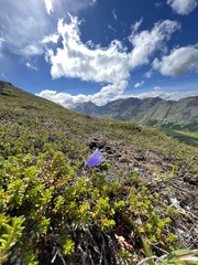 Campanula lasiocarpa