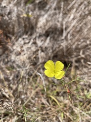 Oenothera berlandieri pinifolia
