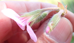 Pelargonium alchemilloides