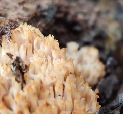 Artomyces pyxidatus