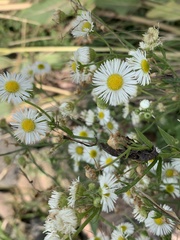 Erigeron annuus