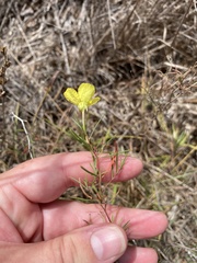 Oenothera berlandieri pinifolia