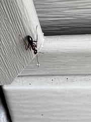 Formica pallidefulva