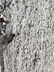 Formica pallidefulva