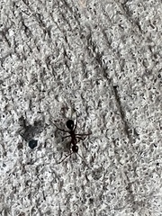 Formica pallidefulva