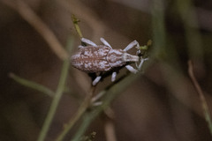 Apleurus albovestitus