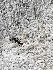 Formica pallidefulva