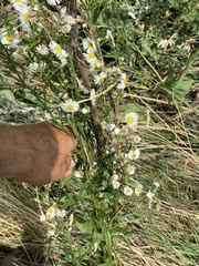 Erigeron annuus