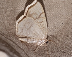 Nematocampa resistaria