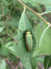 Buprestis langii