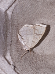 Nematocampa resistaria