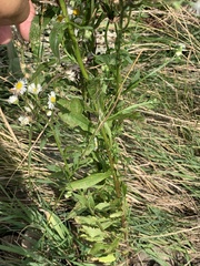 Erigeron annuus
