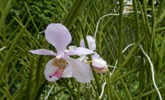 Papilionanthe