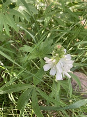 Sidalcea candida