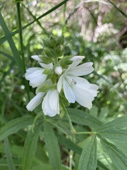 Sidalcea candida