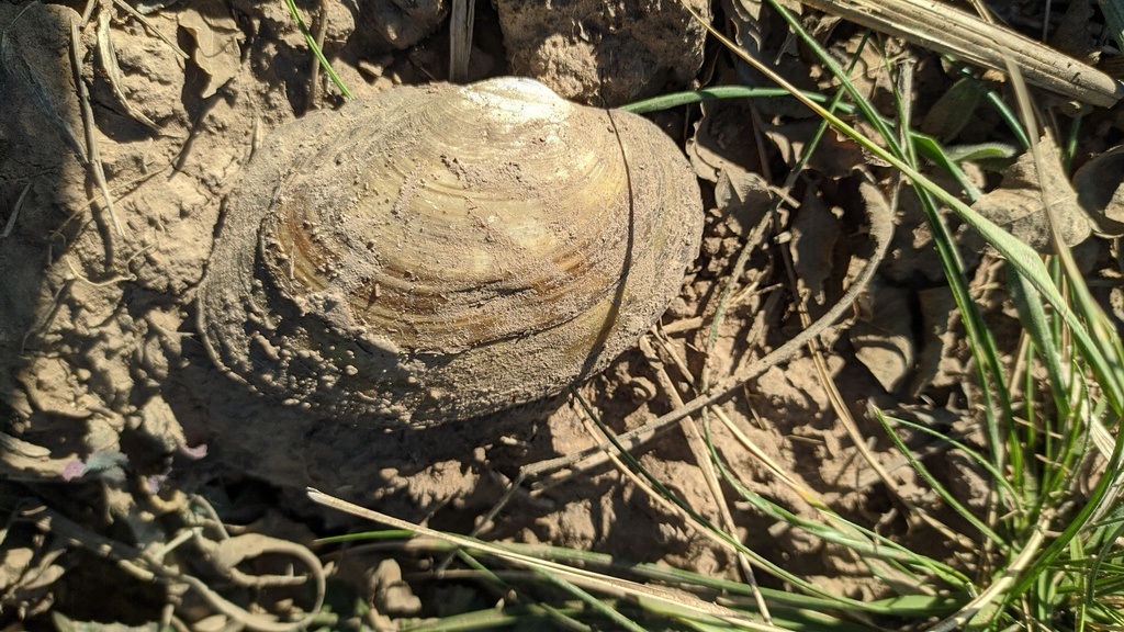 Anodontites patagonica