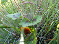 Pelargonium alchemilloides