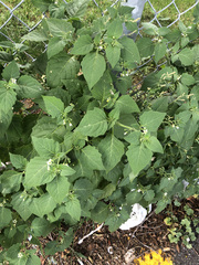 Solanum nigrum