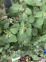 Solanum nigrum